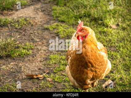 Close up of buff Orpington chicken with golden brown feathers in farmyard, Scotland, UK Stock Photo