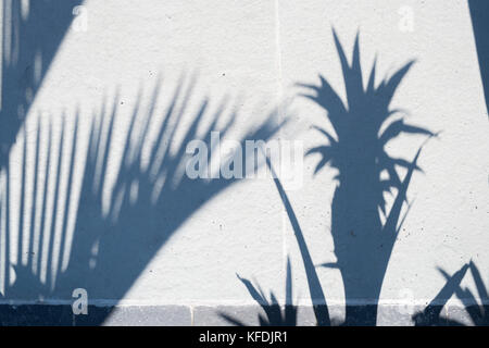 Shadows of palm fronds plants on a garden path at RHS Wisley Gardens, Surrey. UK Stock Photo