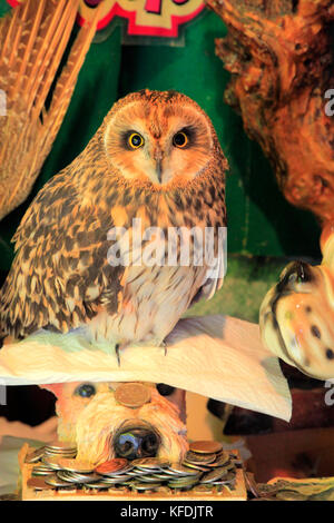 An Pet Owl in a Souvenir Shop in Takasaki city Gunma Japan Stock Photo