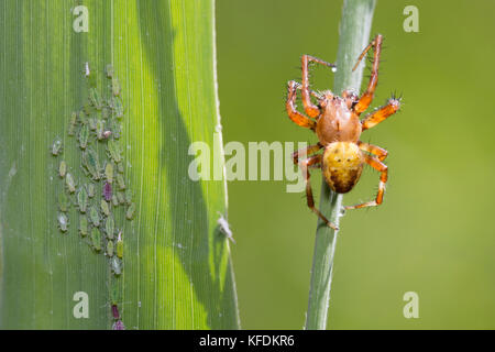 Four-spot orb-weaver - Araneus quadratus Stock Photo