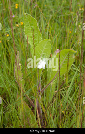 Cuckoo spit ( Philaenus spumarius) caused by froghopper nymphs Stock Photo