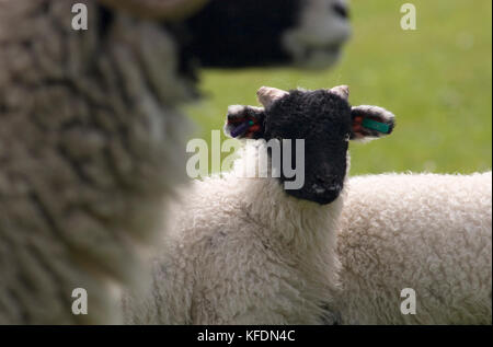 Dalesbred lamb with ewe, Swaledale, Yorkshire Dales, England Stock Photo