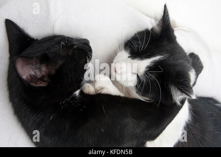 two kittens curled up together asleep Stock Photo