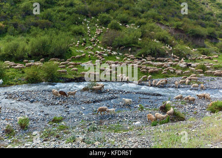 sheep near the bed of a mountain river, flock of sheep grazing in a hill on a green meadow, grazing sheep on the green hills of Assy Kazakhstan platea Stock Photo