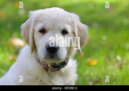A little golden retriever puppy sitting in the grass.  Close up on the head. Stock Photo
