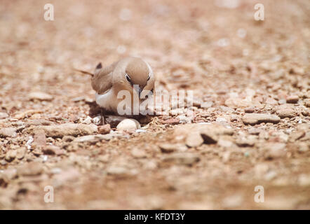 Small Indian Pratincole, Little Pratincole or Small Pratincole, (Gladiola lacteal), on ground nest with egg, Rajasthan, India Stock Photo