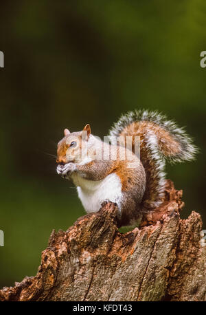 Grey Squirrel or Eastern Gray squirrel, (Sciurus carolinensis), Regents Park, London, United Kingdom Stock Photo