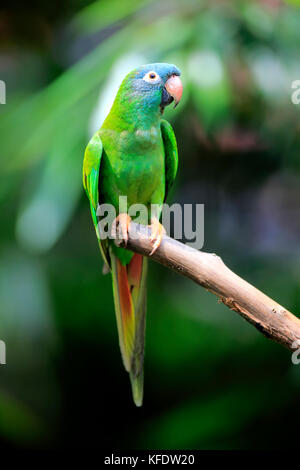Sharp-tailed Parakeet, (Thectocercus acuticaudatus), adult on wait, captive, occurrence South America Stock Photo