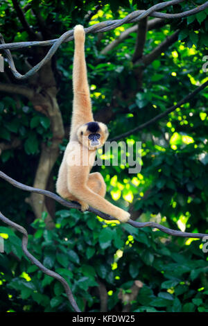 Southern Yellow-cheeked Crested Gibbon, (Nomascus gabriellae), adult, female, hangs in tree, swinging, captive, occurrence Asia Stock Photo