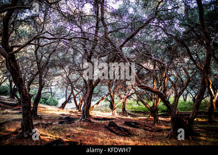 Olive grove, trees with twisted trunks, shadows and light play under the trees with dense wide-spreading crowns. Corfu, Greece. Stock Photo