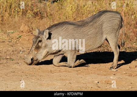 A warthog (Phacochoerus africanus) feeding in natural habitat, South Africa Stock Photo