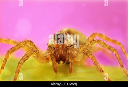 Spider, a colored background on the various pictures taken with Super macro Stock Photo