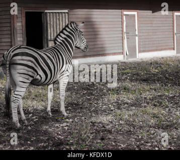 zebra black and white horse in full growth on the background of an orange shed with white doors Stock Photo
