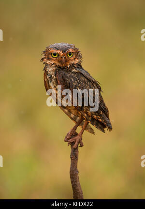 A muddy and soaking wet Burrowing Owl (Athene cunicularia) from Central Brazil Stock Photo