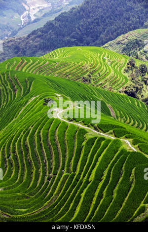 Stock Photo - Longji terraces rice fields near Guilin, Guangxi - China Stock Photo