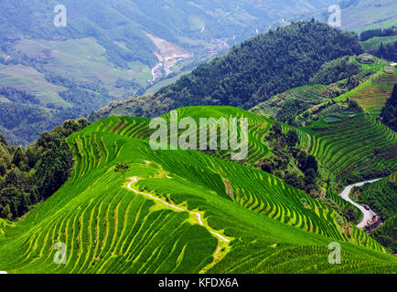 Stock Photo - Longji terraces rice fields near Guilin, Guangxi - China Stock Photo