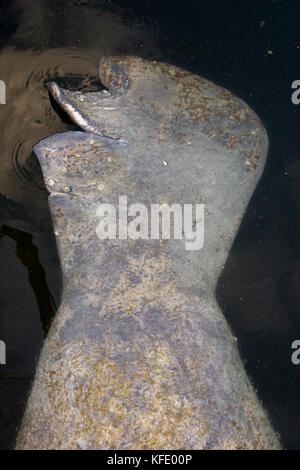 West Indian Manatee, Trichechus manatus, boat propeller scar marks Stock Photo