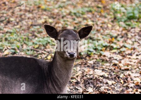 a small muzzle of a deer without horns a male of brown color in a park lying on the ground on a pile of autumn foliage of yellow color Stock Photo