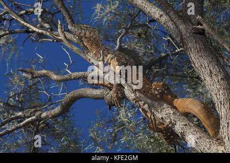 Perentie (Varanus giganteus), Australia’s largest lizard, some reaching a length of 2.5 m. It occurs widely in the arid interior, especially around ro Stock Photo