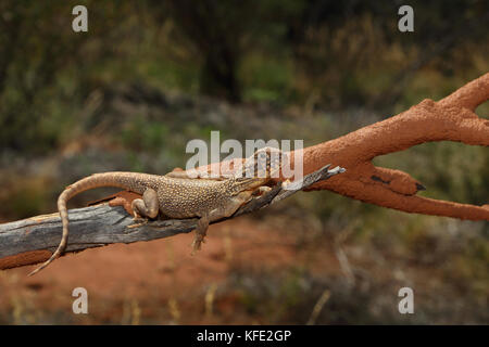 Central netted dragon (Ctenophorus nuchalis) on a branch, basking. Tjukayirla, Northern Goldfields region, Western Australia, Australia Stock Photo