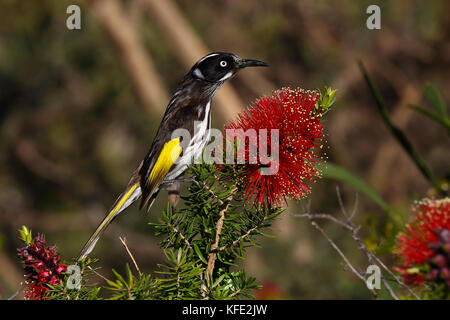 New Holland honeyeater (Phylidonyris novaehollandiae) sipping nectar from a flower of Albany bottlebrush (Callistemon speciosus). Bunbury, South West  Stock Photo