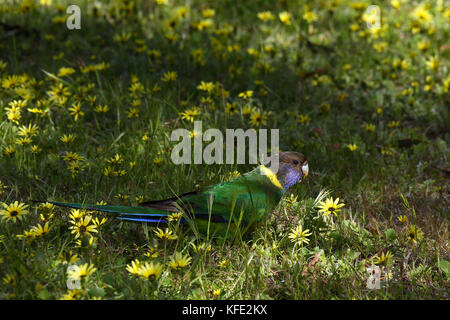 Twenty-eight parrot (Barnardius zonarius semitorquatus), on the ground, eating. Bunbury, Western Australia, Australia Stock Photo