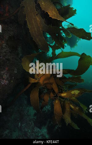 Brown stalked kelp Ecklonia radiata growing on dark vertical rocky wall. Stock Photo