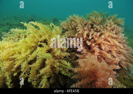 Bushes of yellow and pink seaweeds swirling  in current above flat sea bottom. Stock Photo