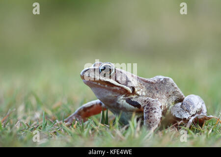 Common frog (Rana temporaria) Stock Photo