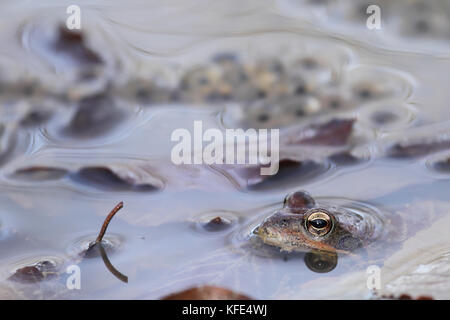 Common frog (Rana temporaria) close to eggs Stock Photo