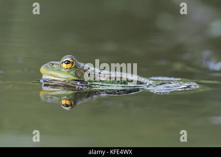 Perez,s frog (Pelophylax perezi) Stock Photo