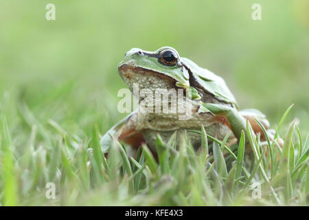 European tree frog (Hyla arborea) on the grass Stock Photo