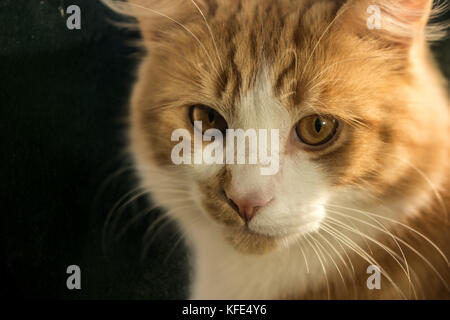 Ginger cat close-up during golden hour Stock Photo