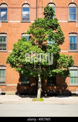 A lone tree on a sidewalk set against a brick building. Stock Photo