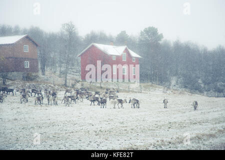 Beautiful reindeer at the road in Norway during the first snow in autumn. Caribou walking on a road. Stock Photo