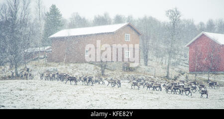 Beautiful Reindeer At The Road In Norway During The First Snow In 