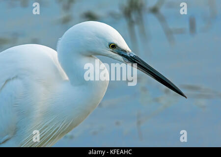 Portrait of a Little Egret hunting on the marshes of Elmley Nature Reserve