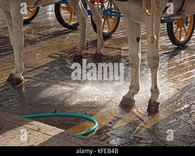 donkeys on paved area in the Donkey-taxi rank in Mijas, Spain being sprayed down with splashing water from a hose-pipe at the end of the day Stock Photo