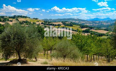 Rural landscape at summer along the road from Fossombrone to Jesi (Marches, Italy), near Sant'Ippolito. Olive trees Stock Photo