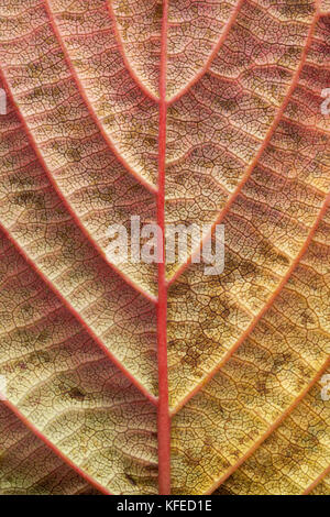 Tree leaf underside showing veins, autumn colors Stock Photo