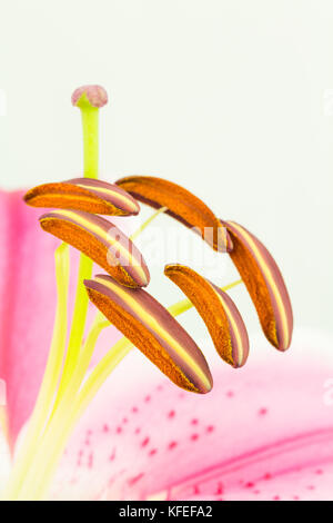 Close up of reproductive organs of Oriental Stargazer  lily flower, with focus on the stamen with pollen, vertical composition with copy space Stock Photo