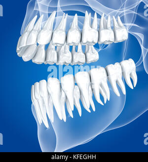 Transparent scull and teeth , xray view . 3D illustration . Stock Photo