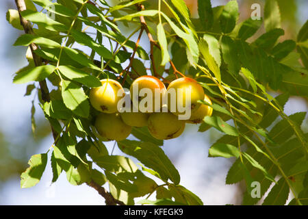 Sorbus domestica fruits. Rowanberry fruit. Service tree Stock Photo