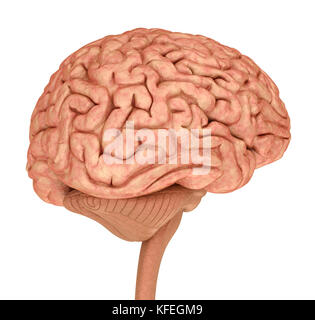 Human brain 3D model, isolated on white. Medically accurate 3D ...