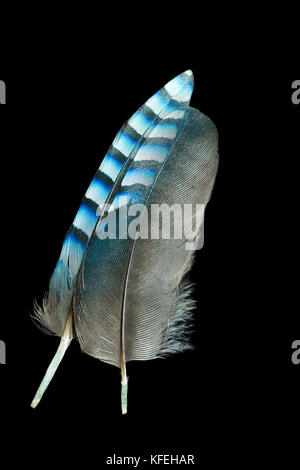 Two different feathers with one match pattern for both Stock Photo