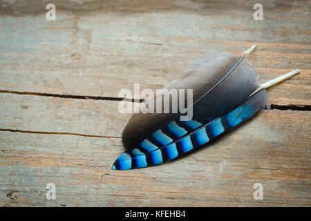 Two different feathers with one match pattern for both Stock Photo