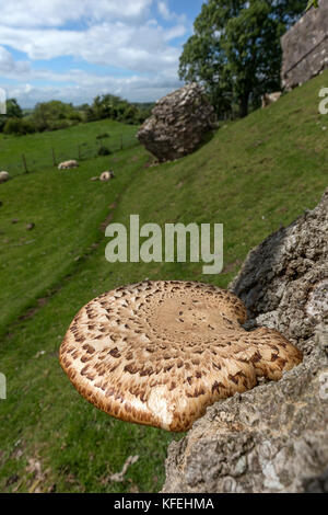 Dryads Saddle; Polyporus squamosus Growing on a Tree Yorkshire; UK Stock Photo