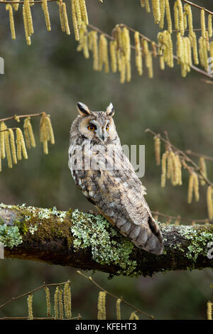 Long Eared Owl; Asio otus Single; Captive; with Catkins Cornwall; UK Stock Photo