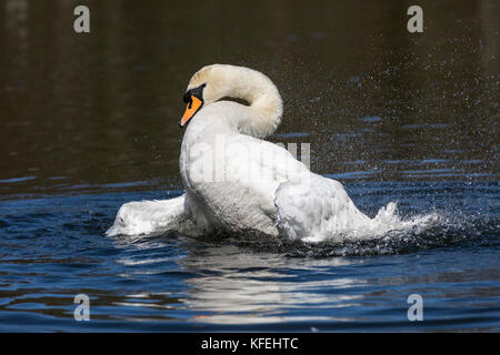 Mute Swan; Cygnus olor Single Bathing Cornwall; UK Stock Photo