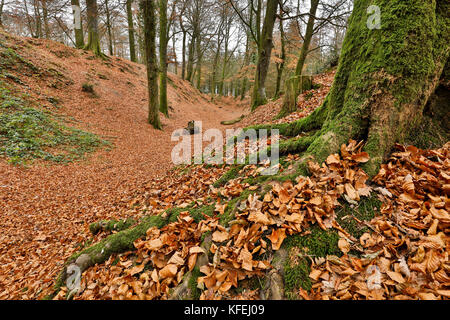 Woodbury Common; Devon; UK Stock Photo